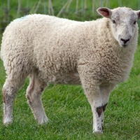 Sheep