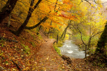 â™¥ - forest, trees, nature, autumn