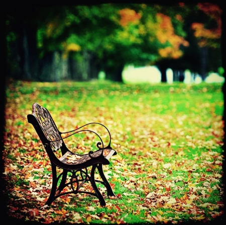 ♥ - bench, trees, nature, autumn