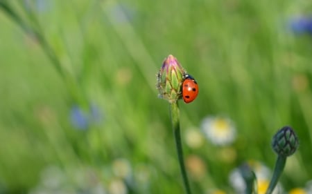 Ladybug on Bud - bud, bug, green, ladybug