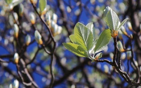 New Leaves - new, spring, leaves, tree