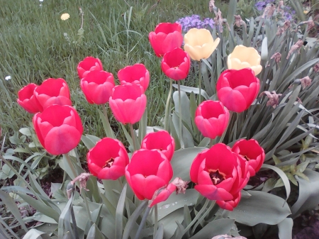 Red tulips - flowers, springtime, nature, red