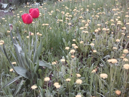 Red tulips - flowers, tulips, nature, garden