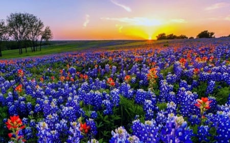 Lupines Field at Sunset - flowers, trees, sunset, nature, field, lupines