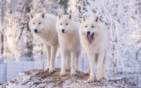 Wolves