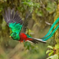 Quetzal