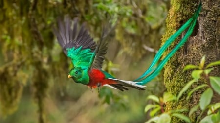 Quetzal - bird, quetzal, red, green, costa rica, pasare