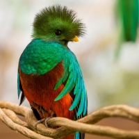 Quetzal