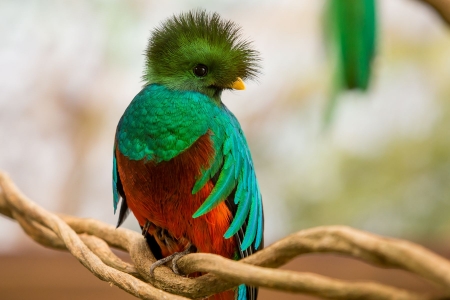 Quetzal - bird, quetzal, red, green, costa rica, pasare, feather