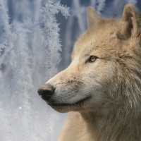 White wolf