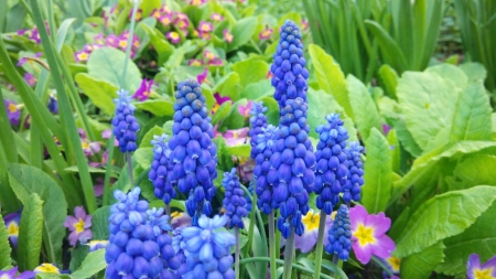 blue - flowers, nature, blue, green