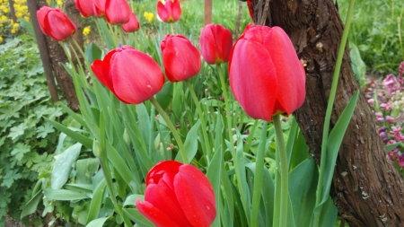 Tulips - nature, tulip, flower, red