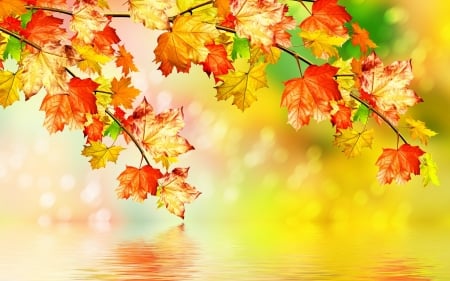 Autumn Leaves - leaves, water, maple, autumn