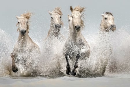 Horses in the Water - white, water, horses, animals