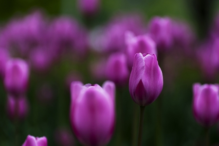 ♥ - abstract, flowers, photography, soft