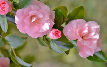 Camellia - Leaves, Flowers, Macro, Camellia, Branch