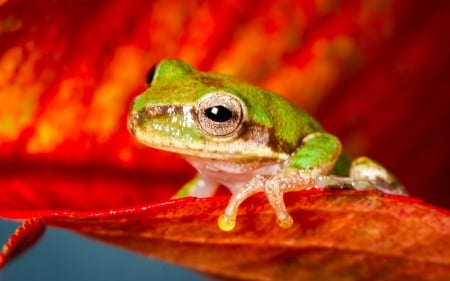 Frog - red, frog, amphibian, broasca, green