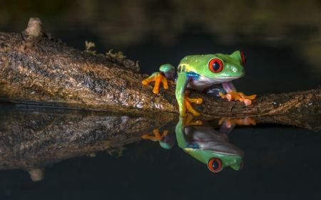 Frog - reflection, frog, amphibian, broasca, water