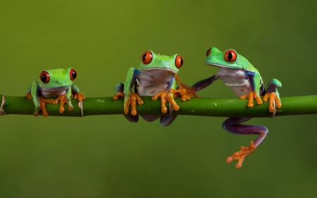 Frogs - green, trio, amphibian, broasca, frog