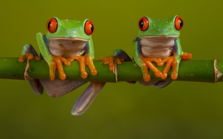 Frogs - red, eyes, orange, amphibian, couple, broasca, frog