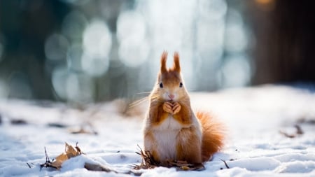 Squirrel - winter, animal, squirrel, veverita