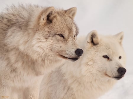 Wolves - white, wolf, winter, lup, couple