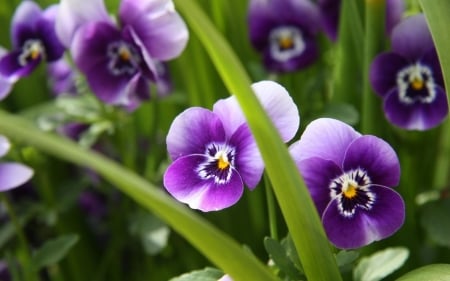 Pansies - pansy, purple, viola tricolor, pink, green, summer, flower