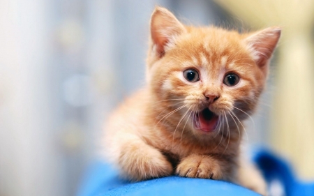 Lovely Kitten - fluffy, animal, kitten, red, cat