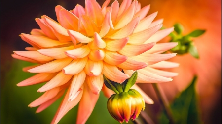 Orange Dahlia - nature, buds, dahlia, petals, orange, flowers