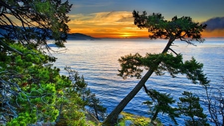 Lake Sunset - trees, sunset, nature, pine, lake, sky