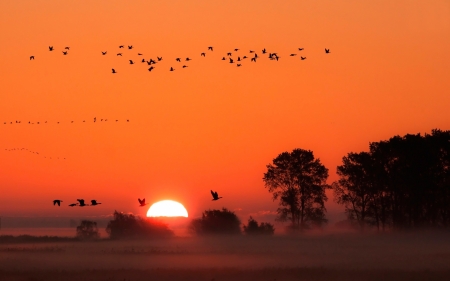 Birds at Sunset - nature, sky, trees, sunset, birds