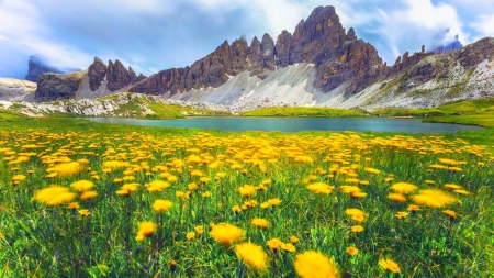 Alpes Dolomites in Italy - flowers, nature, yellow, dolomites, spring, alpes, mountains, italy