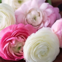 Pretty ranunculus 