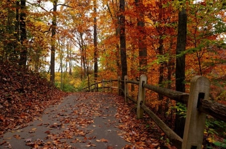 ♥ - trees, forest, nature, autumn