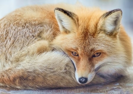 Fox - vulpe, fur, animal, fox