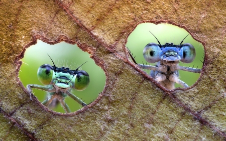 :D - dragonfly, couple, eyes, insect, green, leaf, funny