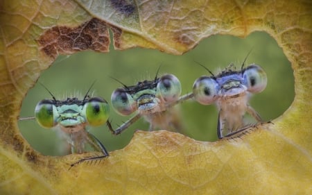 :D - funny, green, eyes, insect, trio, leaf, dragonfly