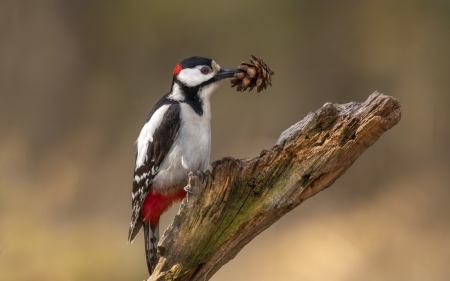 Woodpecker - woodpecker, bird, pasare, pine cone