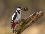 Woodpecker