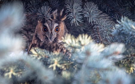 Owl - owl, bird, pasare, bufnita