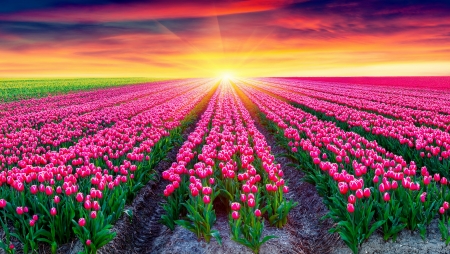 Tulips field - rays, sky, sun, tulips, colorful, sunset, field, glow, beautiful, flowers