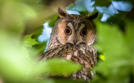 Owl - owl, bird, green, pasare, eyes, bufnita, leaf