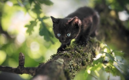 Black kitten - pisica, animal, black, kitten, cat, tree, green