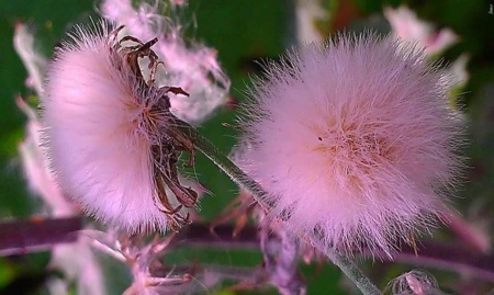 pink fluff - flowers, nature, photography, beauty, pink, fluff