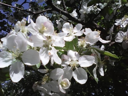 White flowers