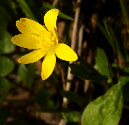 Yellow Flower - flower, yellow, nature, garden