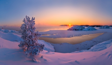 Winter Sunset - winter, tree, sunset, snow