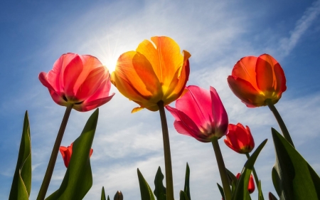 tulips - pretty, tulips, cool, flowers, fun, nature