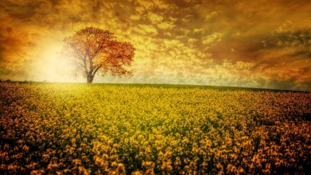 Foggy Field of Wildflowers - nature, sky, clouds, orange, field, flowers, sunset, foggy