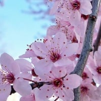 Cherry Blossoms In Japan